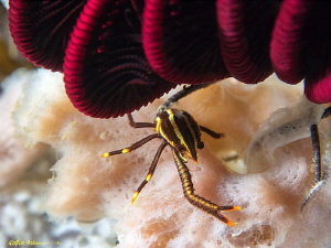 "Lefty" a one-clawed squat lobster hiding under a crinoid... by Robin Bateman 